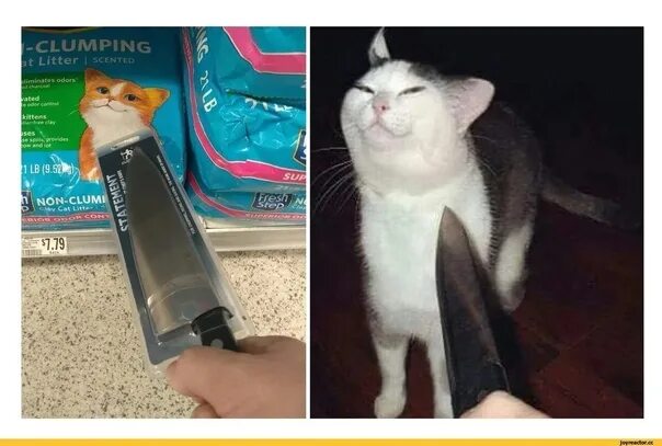 Кот с ножем мем Pin on Cats