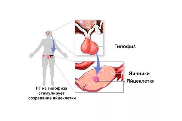 ЛГ гормон функции. Гипофиза лютеинизирующий гормон функции. Повышение лютеинизирующего гормона у женщин. Лютеинизирующий гормон (ЛГ).