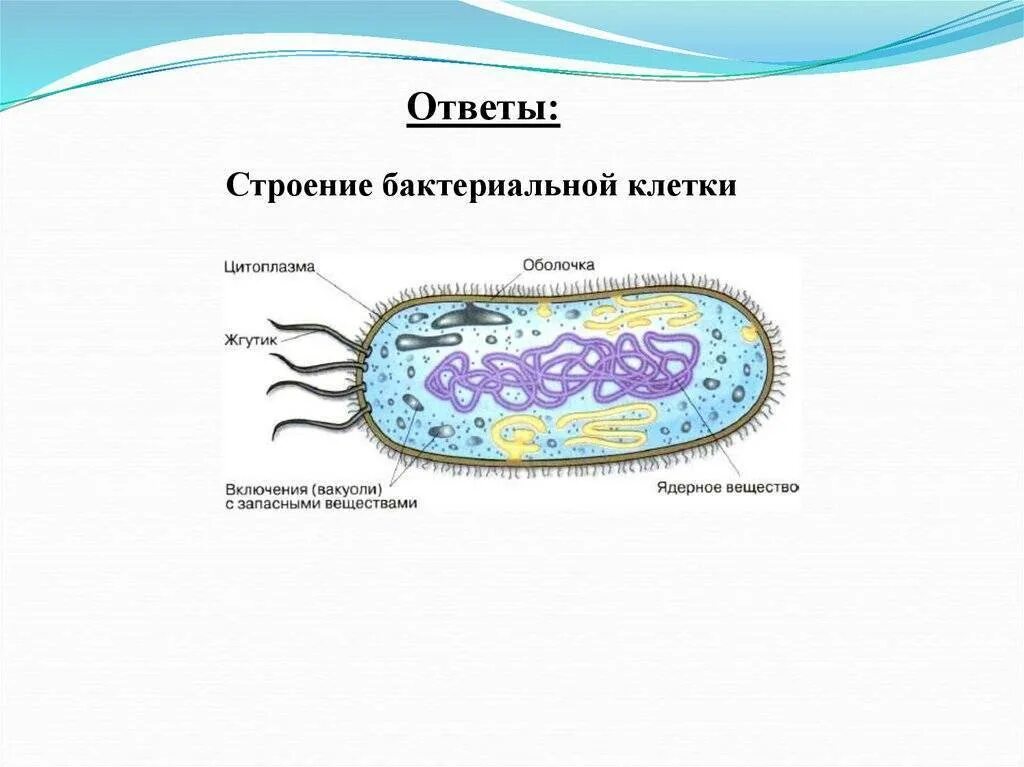 Прокариоты ответ 3