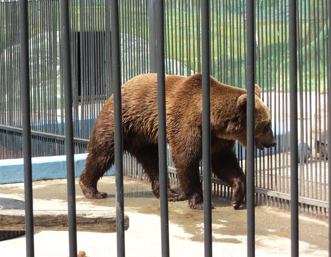 Бурый медведь московского зоопарка. Московский зоопарк бурый медведь. Бурый медведь в зоопарке. Бурый медведь в Ташкентский зоопарке. Медведь Зузу Ташкент.