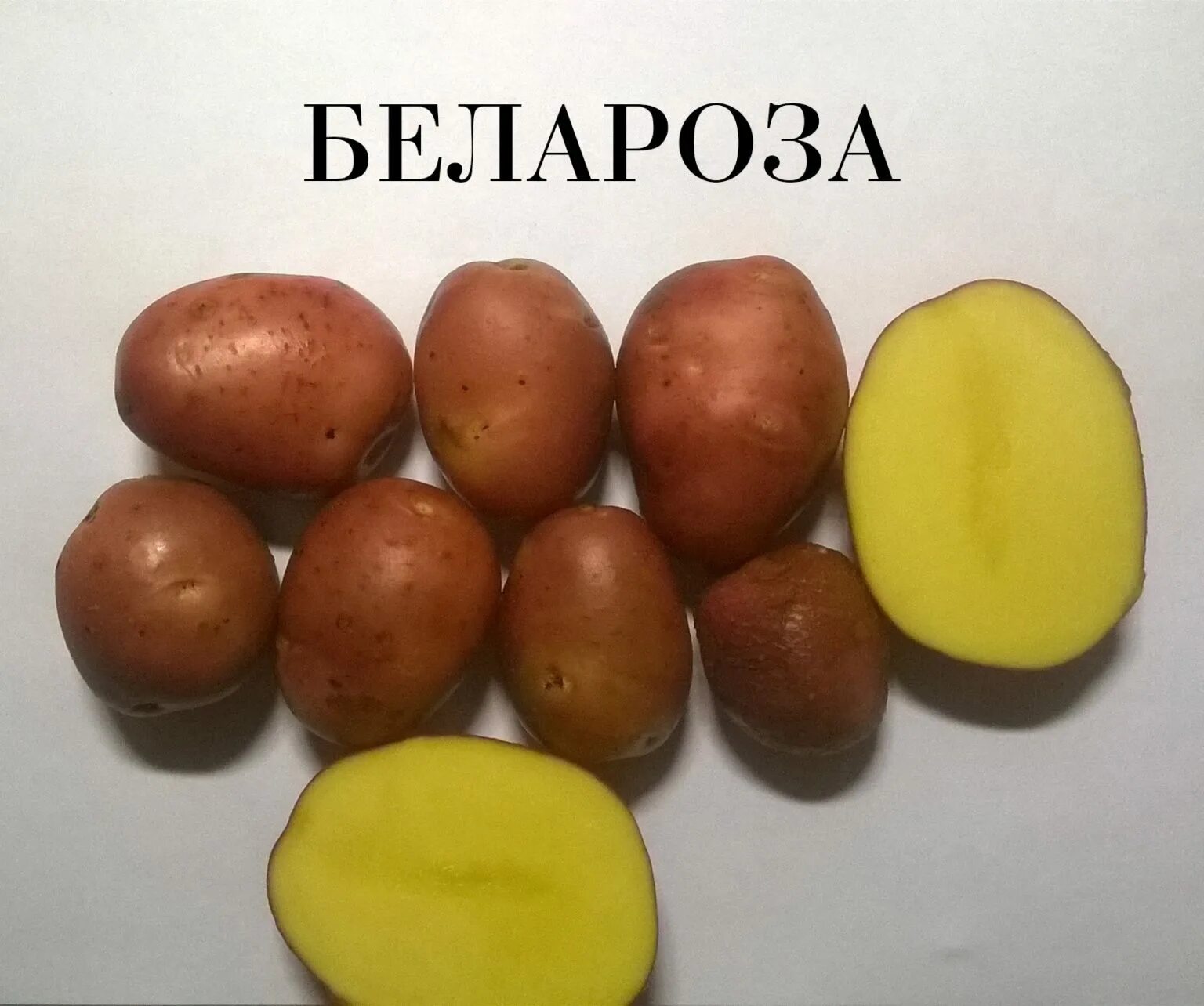 Сорт картофеля родриго характеристика