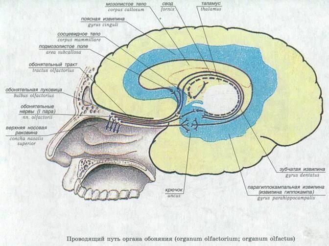 Обонятельное ядро. Проводящий путь обонятельного анализатора. Проводящий путь органа обоняния схема. Проводящие пути обонятельного анализатора. Обонятельный нерв обонятельный анализатор.