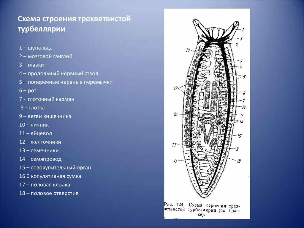 Система ресничных червей. Плоские черви строение планарии. Схема строения трехветвистой турбеллярии. Схема поперечного разреза ресничного червя. Строение ресничного червя.