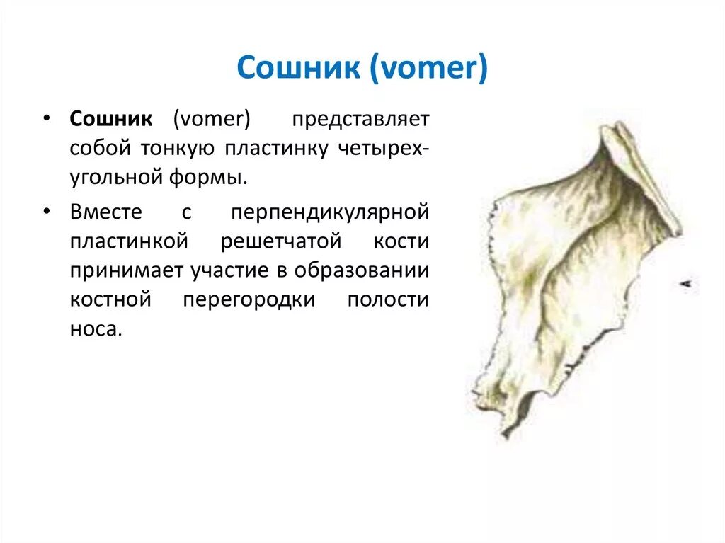 Где сошников. Сошник анатомия строение. Сошник кость черепа анатомия. Vomer сошник. Строение черепа сошник.