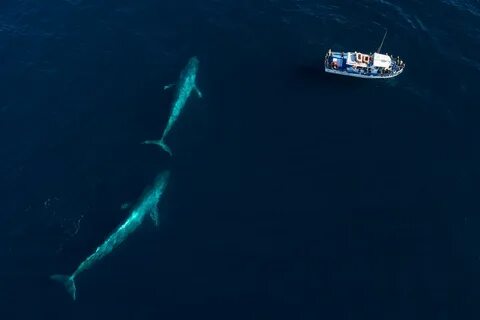 p En termes de taille, la baleine bleue est le plus grand animal de la plan...