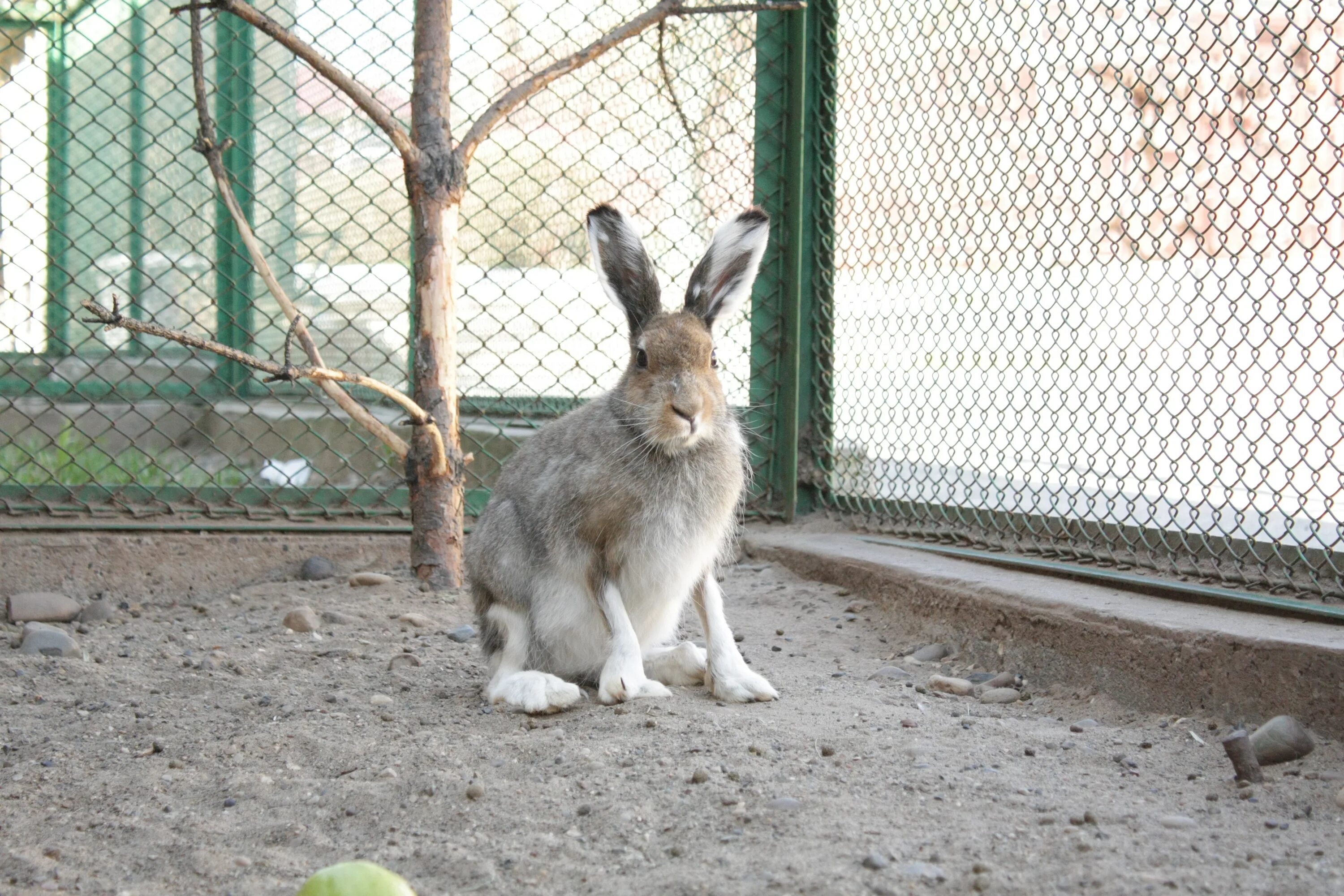 Белый заяц весной. Заяц-русак. Зоопарк зайцы. Кролик фото. Зайцы в зоопарке в москве.