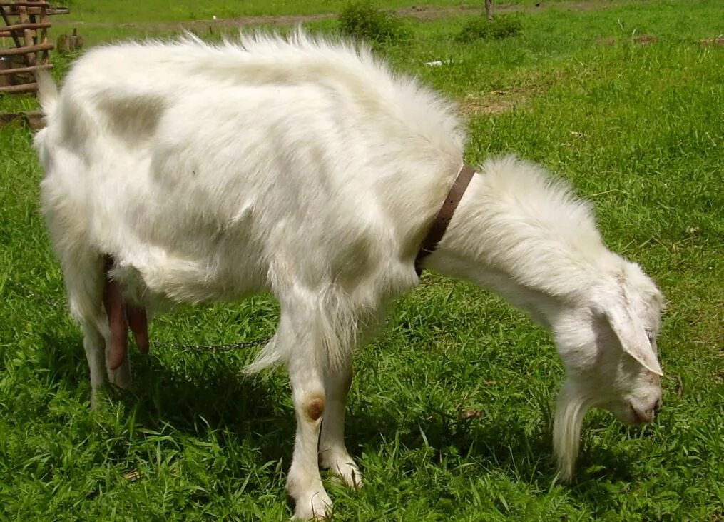 Ангорские козы белые. Ангорская порода коз. Ангорская коза молоко. Тоггенбургская коза.