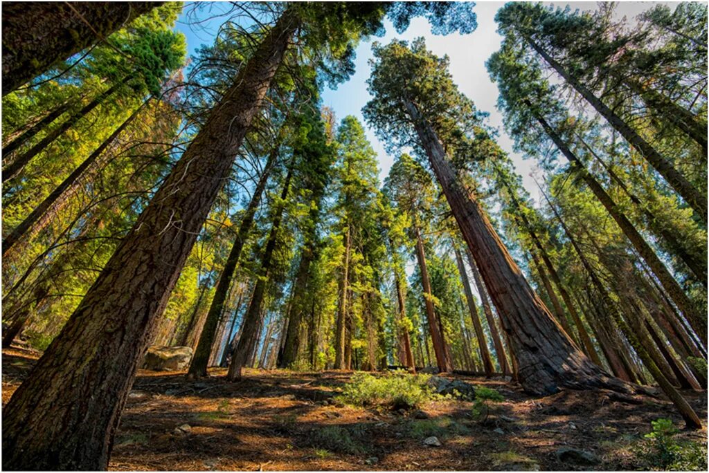 Высокое хвойное. Парк Секвойя Калифорния. Секвойя парк США. Секвойя и сосна. Секвойя дерево леса.