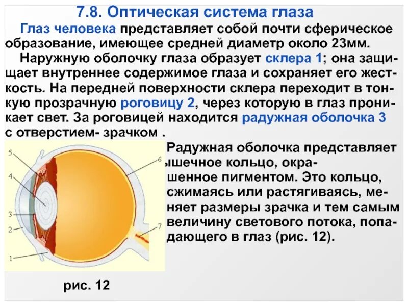 3 оптическая система глаза