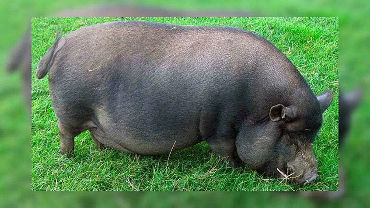 Вьетнамская вислобрюхая свинья. Вислобрюхие поросята вьетнамской породы. Черные поросята порода вьетнамская вислобрюхая. Породы поросят вьетнамская вислобрюхая свинья. Поросята вьетнамские вислобрюхие характеристика.