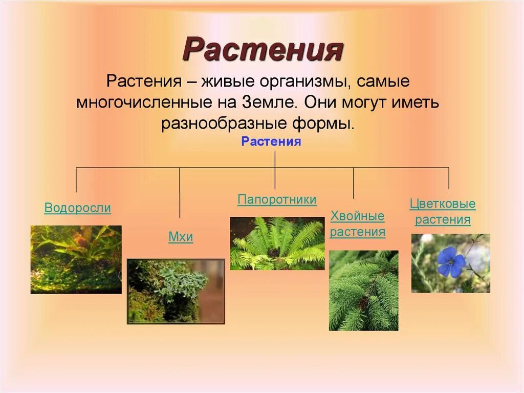 Группы растений. Растения группы растений. Группы растенийэ. Разнообразие растений группы растений. 5 основных групп растений