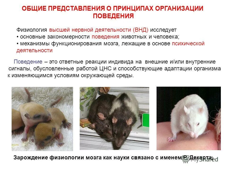 Термины : высшая нервная деятельность ( внд). Основы нервной деятельности человека и животных. Высшая нервная деятельность животных. Отличия внд человека от внд животных. Высшая нервная деятельность человека и животных.