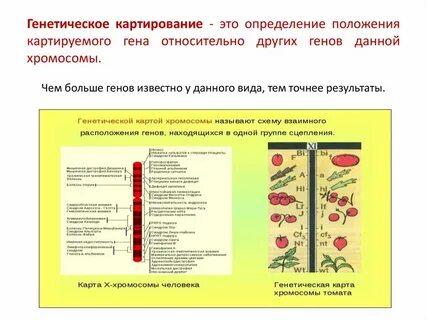 Принципы построения генетических карт хромосом
