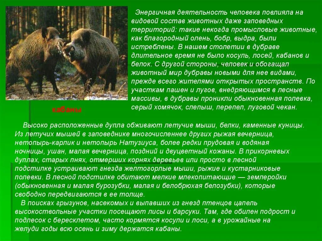 Видовой состав леса животные. Пространственные связи в биогеоценозе. Видовая структура фитоценоза. Растения и животные новосибирского края. Видовой состав леса животные.