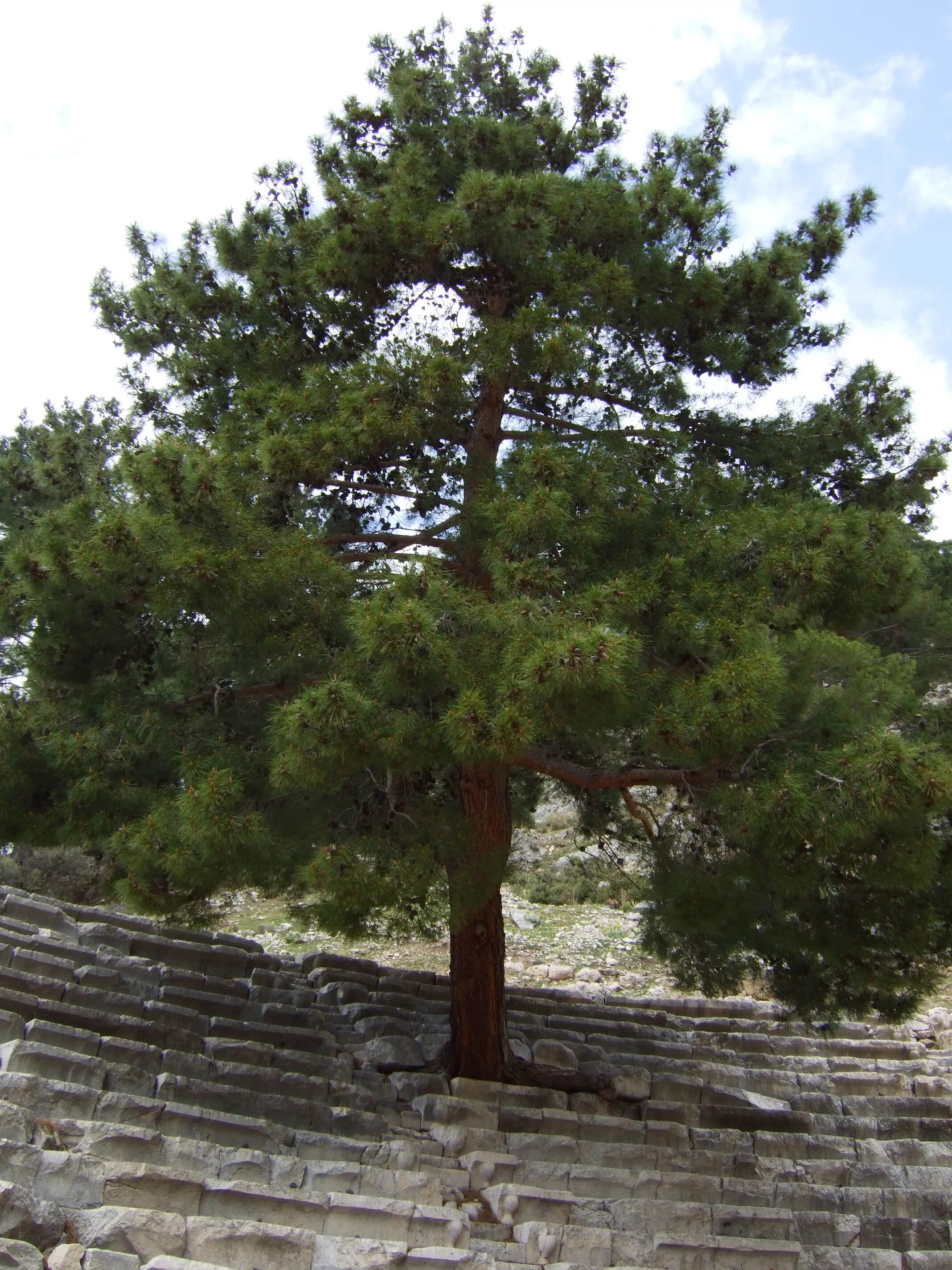 Хвойные турции. Сосна турецкая калабрийская. Pinus brutia. Эльдарская сосна Pinus eldarica. Калабрийская сосна обыкновенная.