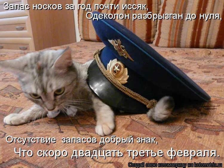 Накануне дня защитника. С 23 февраля котики. Кот защитник Отечества. Котик поздравляет с 23 февраля. С днём защитника Отечества смешные.
