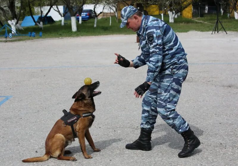 Приказы кинолога. Форма кинолога. Полицейский кинолог. Спецодежда кинолога. Снаряжение кинолога.