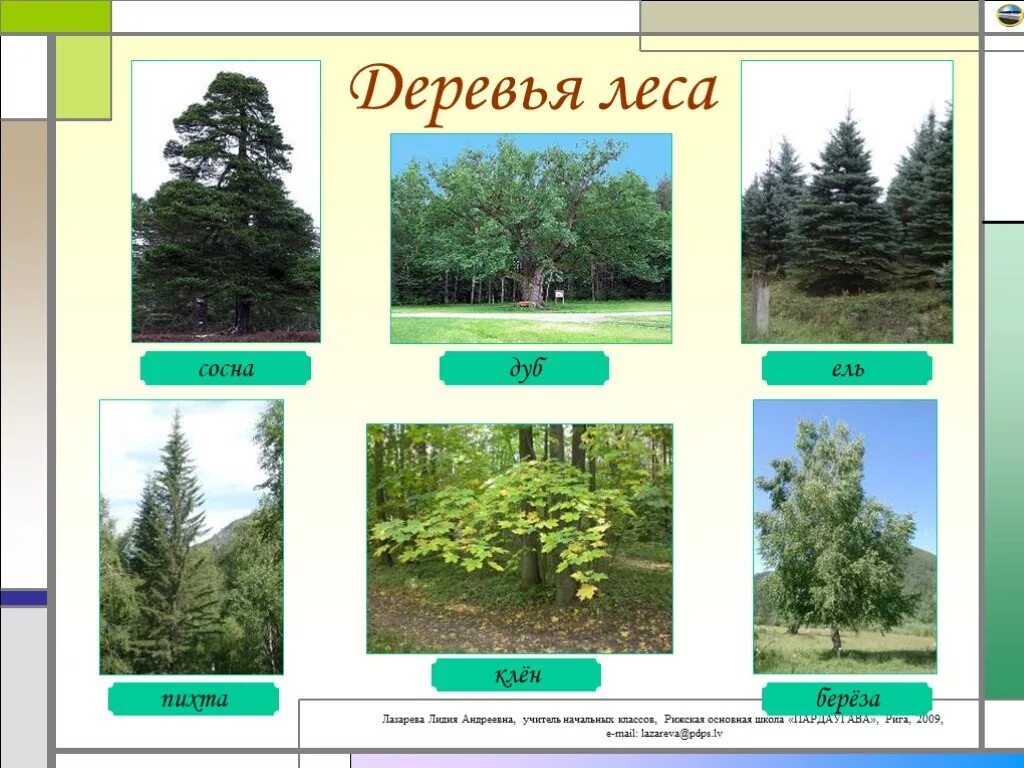 Проект деревьев 2 класс. Деревья наших лесов. деревья леса 2 класс окружающий мир. презентация на тему сосновый лес. тема для презентации лес для детей.