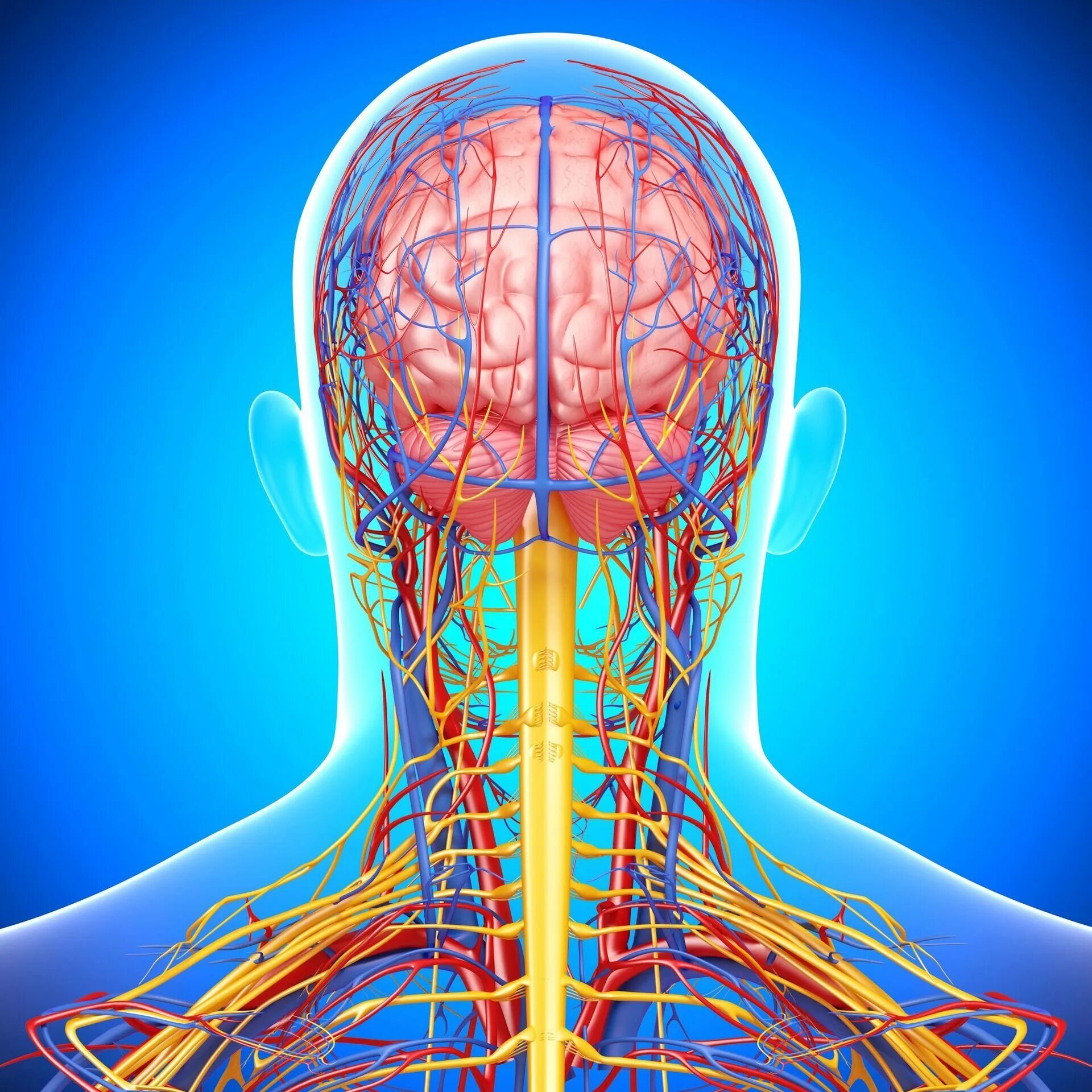 кровеносные сосуды мозга. сосуды глаза и головной мозг. ангиография вен головного мозга. сосуды глаза и головной мозг. кровеносные сосуды головного мозга.