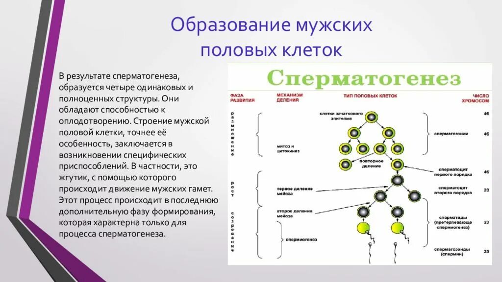 Женские половые клетки образуются в процессе. Гаметогенез растений схема. Стадии гаметогенеза таблица. Гаметогенез схема с объяснением. Образование половых клеток таблица 10 класс.