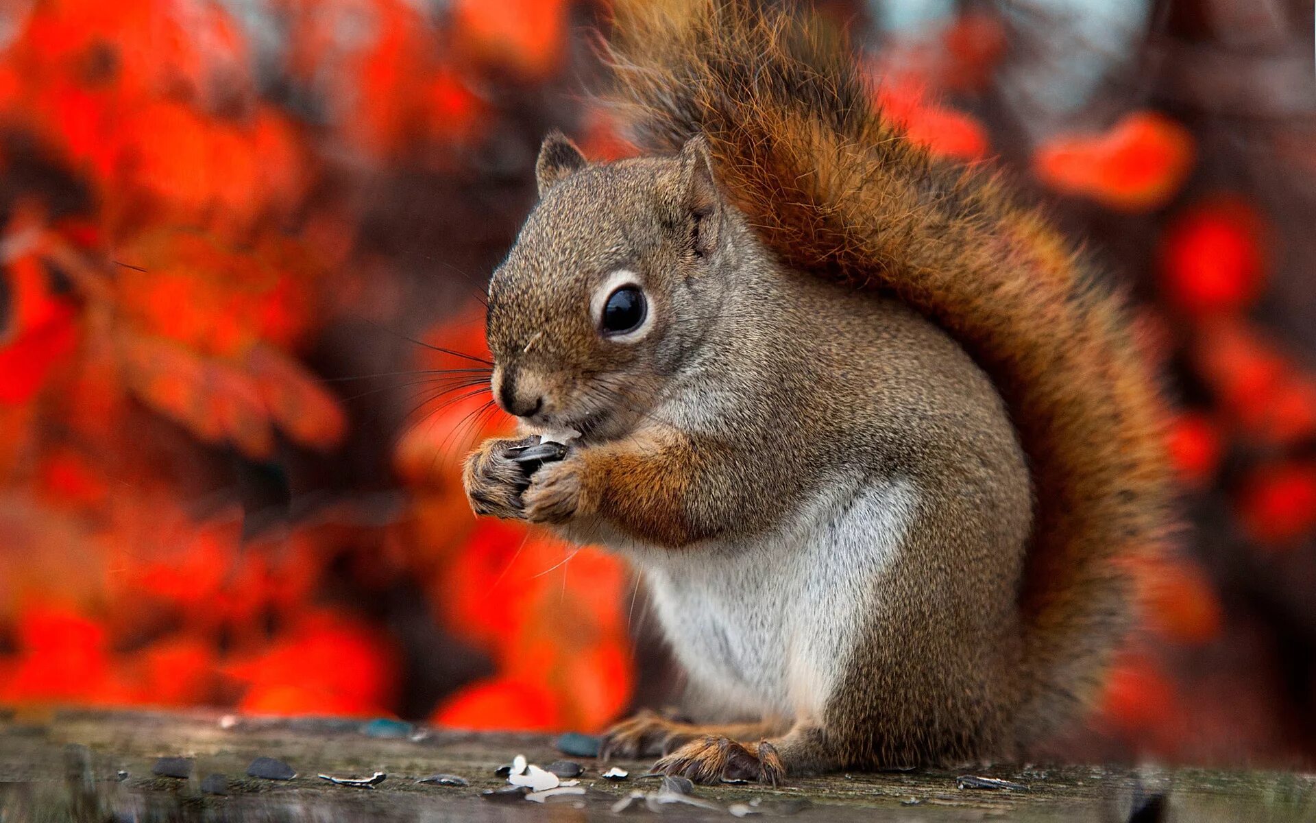 Разные животные. Красивые животные. Природа и животные. Белка летом. Мышка.