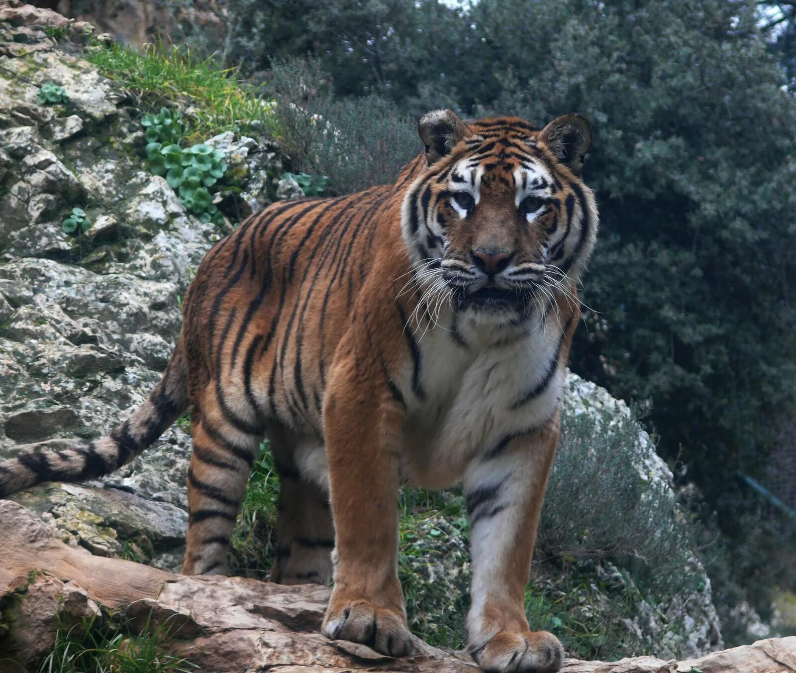 Panthera Tigris altaica. Суматранский тигр. Panthera Tigris Tigris. Амурский Тайгер.