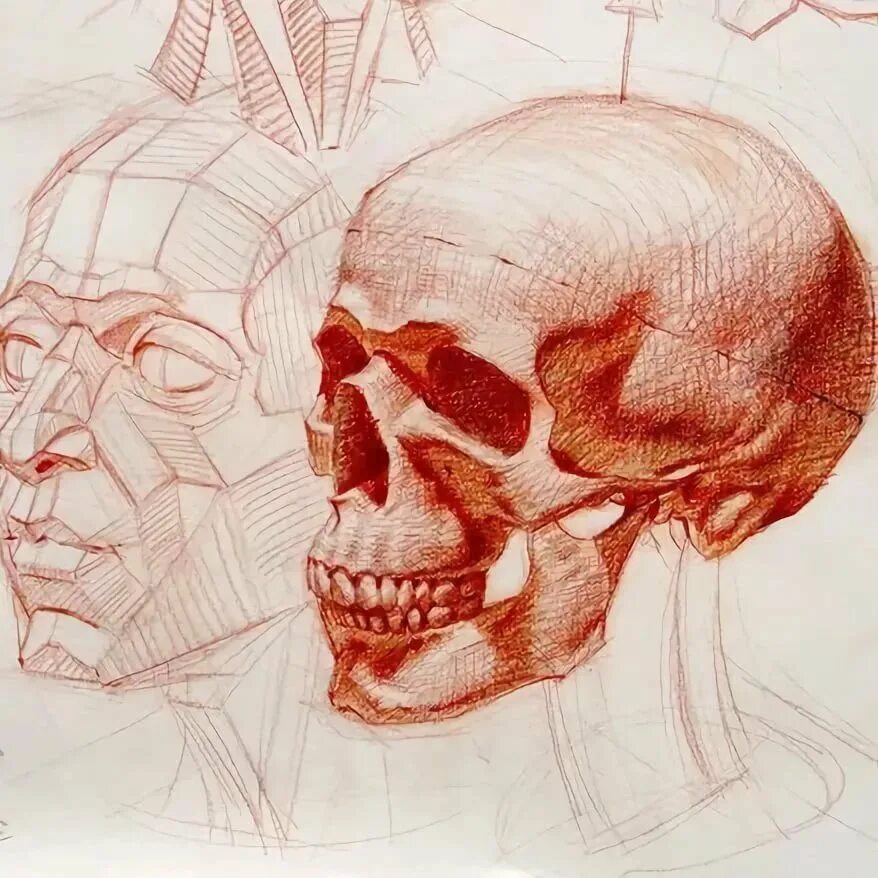 Анатомический рисунок. Анатомия черепа Рыжкин. Akademicheskiy anatomiya анатомия череп рисунок Академический. Пластическая анатомия Рыжкин. Ramon Alexander Hurtado.
