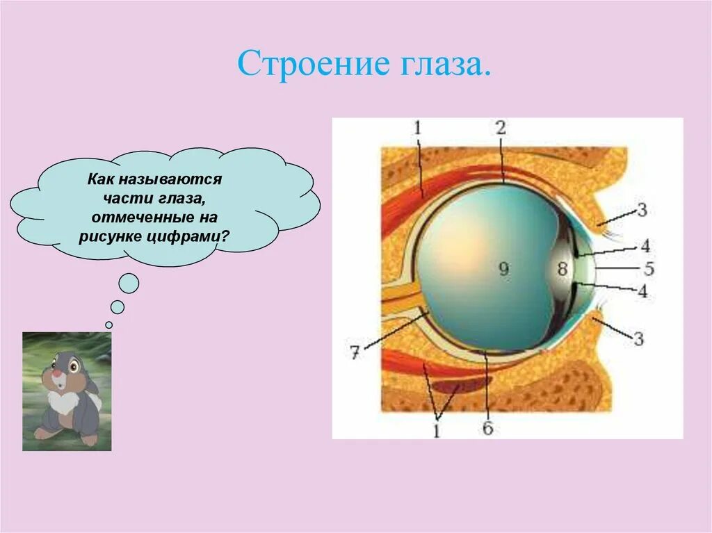 Тест по теме органы зрения. Структура глаза биология 8 класс. Строение анализатора глаза. Глазной анализатор строение биология 8. Строение зрительного анализатора глазное яблоко.