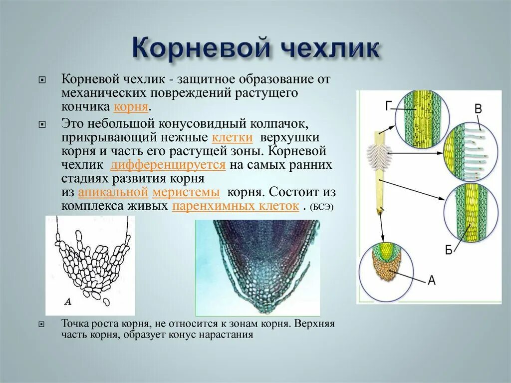 Каково значение корневого. Функции корневого чехлика. Строение и функции корневого чехлика. Корневой чехлик функции. Образовательная ткань корня чехлик.