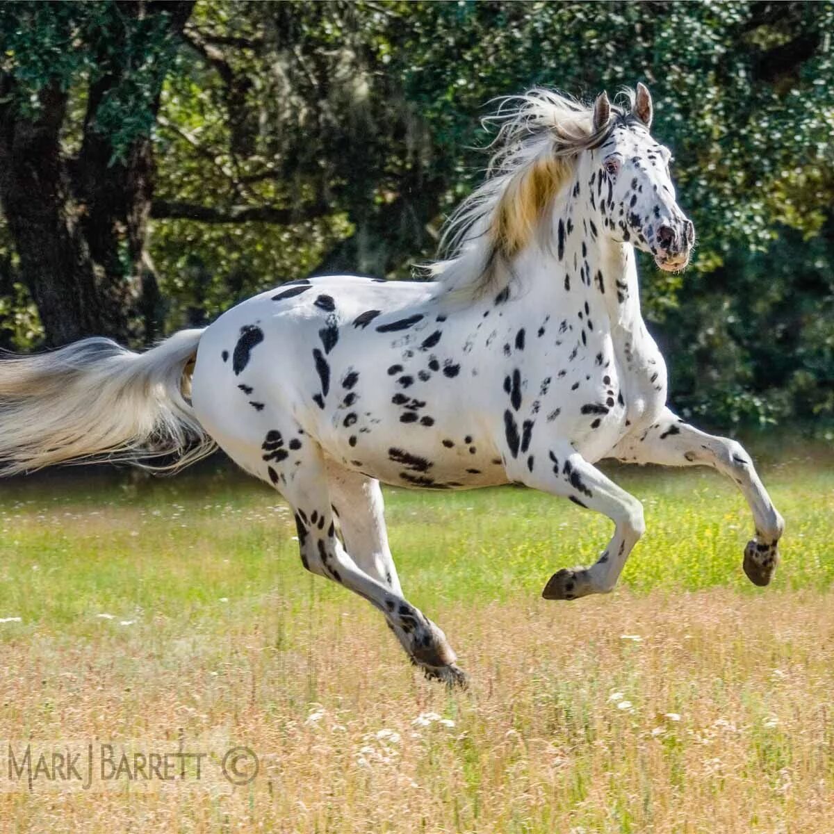 Knabstrupper, Heartbreaker. photo: Yuliya Dubrovina. Horse breeds, Horses, Beaut