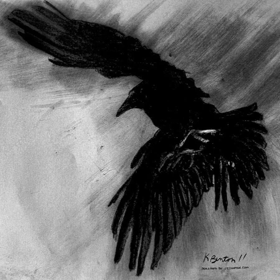 Черное крыло песня. Крыло ворона. Ворон летит. Ворон Крылья. Ворон с расправленными крыльями.