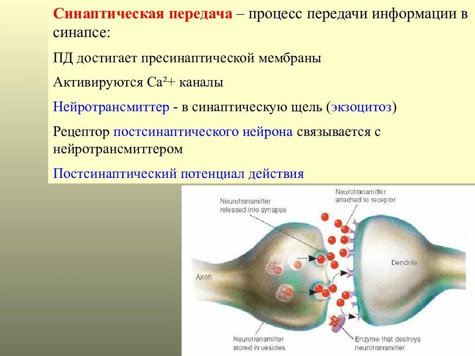 Проведение нервного импульса обеспечивается ионами. Передача нервного импульса. механизм передачи нервного импульса в синапсах. синаптическая передача возбуждения. передача возбуждения в синапсах.