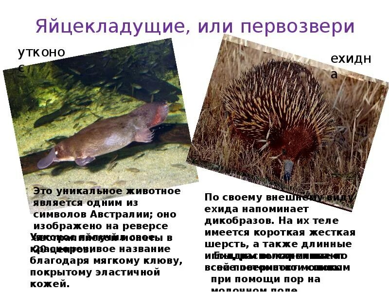 Почему яйцекладущие и сумчатые сохранились в основном. Первозвери яйцекладущие. первозвери в австралии. первозвери утконос и ехидна. первозвери представители.