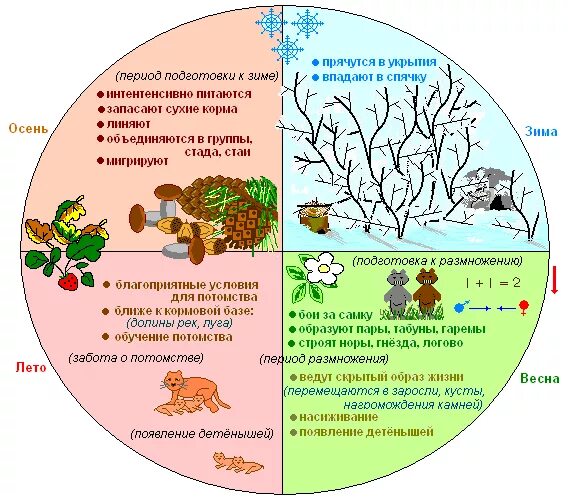 Годовой жизненный цикл млекопитающих. Жизненные циклы растений и животных. Годовой цикл жизни млекопитающих. Сезонные изменения звери. Кроссворд сезонные изменения в жизни организмов
