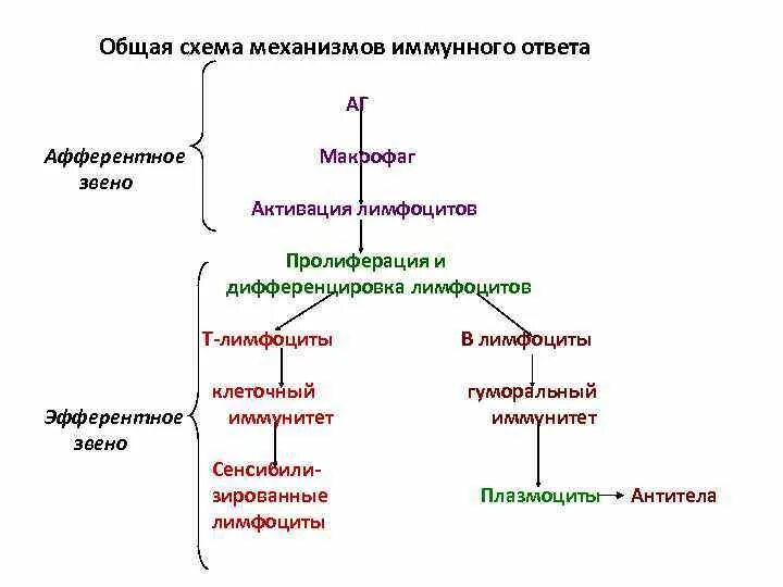 Иммунный ответ развивается. Общий алгоритм развития иммунного ответа. Клеточный иммунный ответ схема гистология. Схема th1 иммунного ответа. Блок схема фазы иммунного ответа.