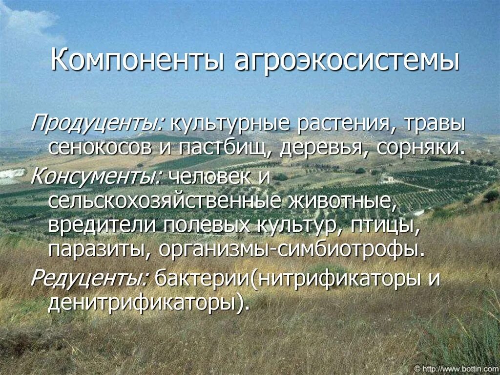 Продуценты агроценоза. Компоненты агроэкосистемы. Агроценоз презентация. Агроэкосистемы презентация. Компоненты агроэкосистемы экология.