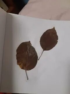 Скажи лист