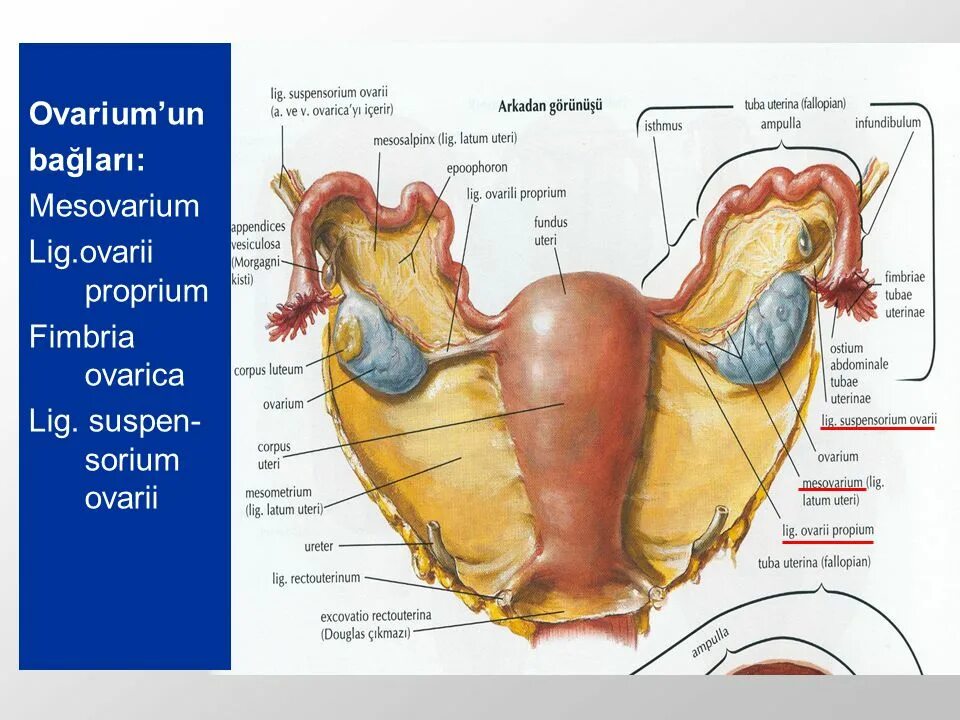 Матка анатомия Lig/latum uteri. Строение матки.