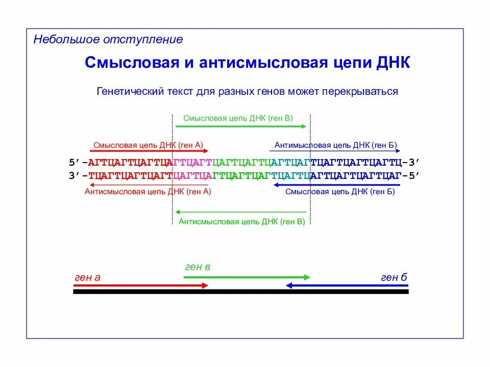 Смысловая цепь днк это. Смысловая и антисмысловая цепь. Смысловая и антисмысловая ДНК. Смысловая цепь ДНК. ДНК смысловая и транскрибируемая.