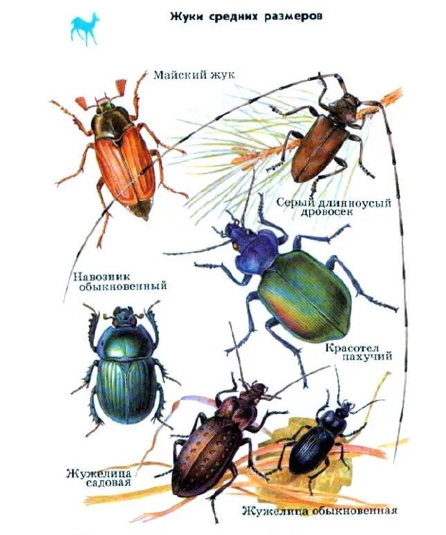 Название 1 жуков. Атлас определитель название Жуков 1 класс. Жуки атлас определитель Жуков. Атлас определитель Жуков 1 класс окружающий мир. Название Жуков окружающий мир 1 класс атлас определитель.