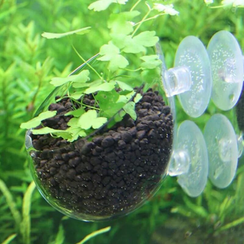 Растения для аквариума. Горшок для аквариумных растений стеклянный. Растения в горшках в аквариуме. Водоросли для аквариума.