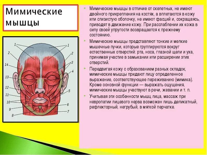 Иглоукалывание лицевой нерв. Мимические мышцы лица. Особенности строения мимических мышц. Мимические мышцы анатомия.