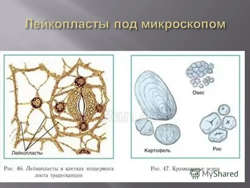 Лейкопласты в растительной клетке. Лейкопласты клубня картофеля. Лейкопласты под микроскопом. Лейкопласты в клетках клубня картофеля. Лейкопласты картофеля под микроскопом.