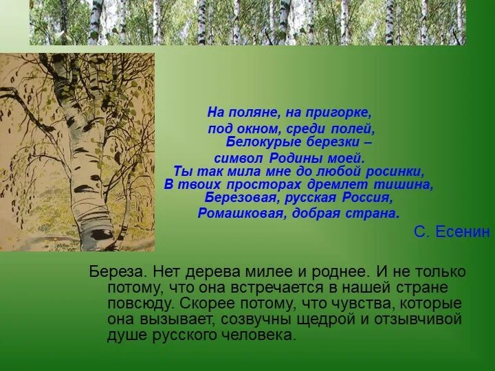 Березка содержание. Береза символ России. Береза символ Родины моей. Береза для презентации. Сочинение на тему береза символ России.