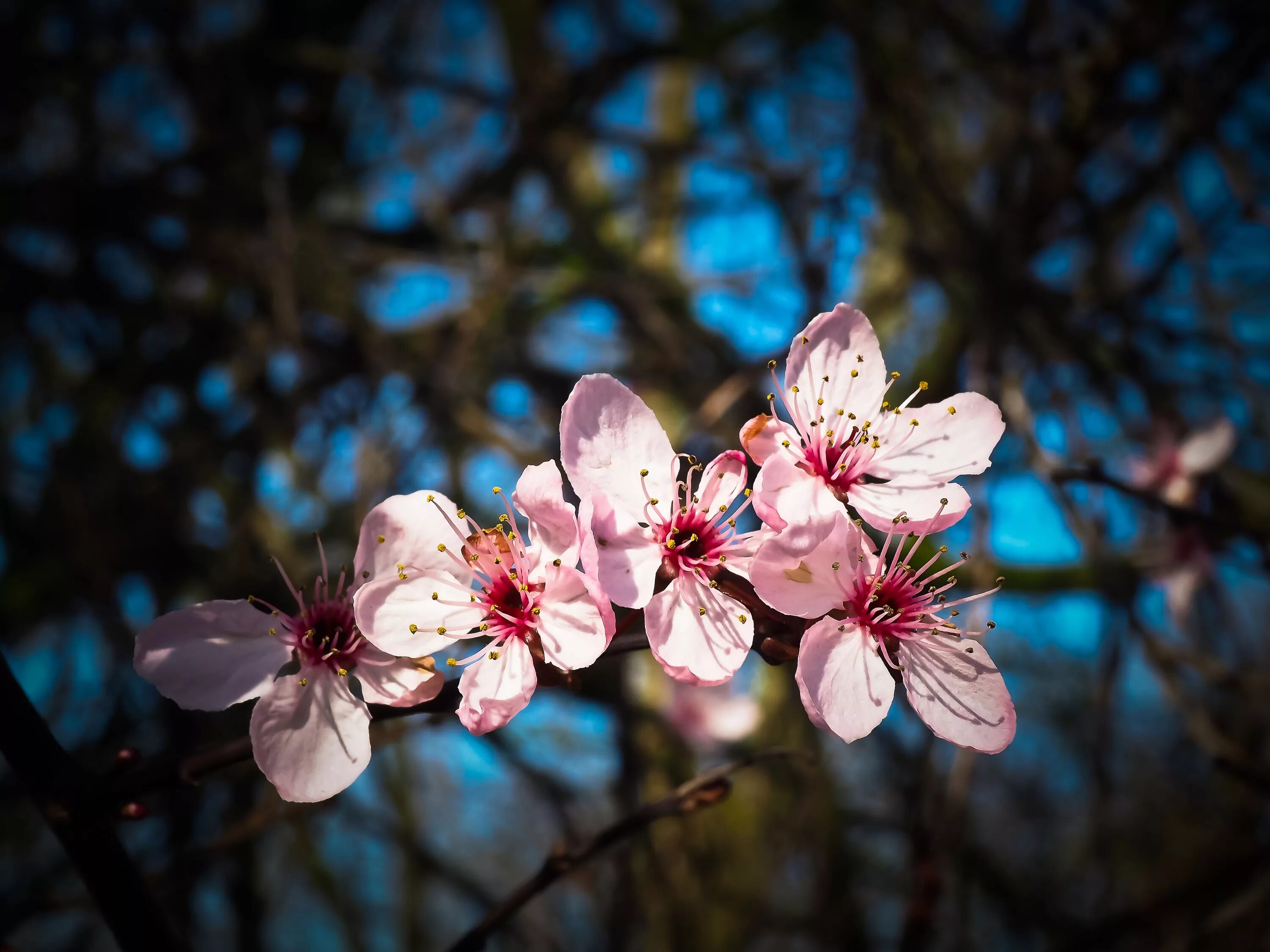 Цветение Сакуры. Весеннее Вдохновение. Blooming blossom