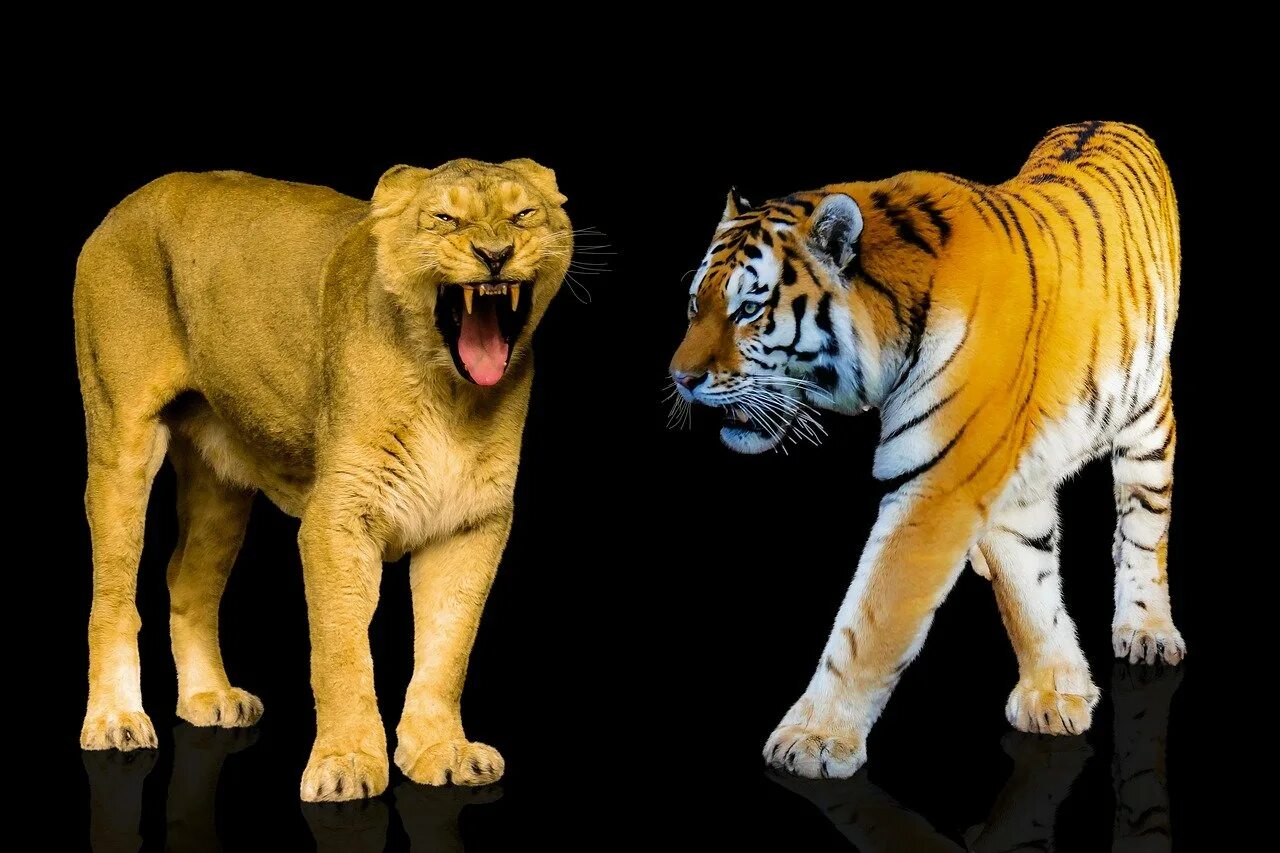 Лев и тигр. Лев против тигра. Лев и тигр хищники. Что за лев этот тигр mp3