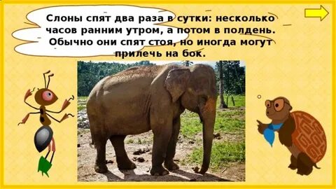 Слон опорные слова