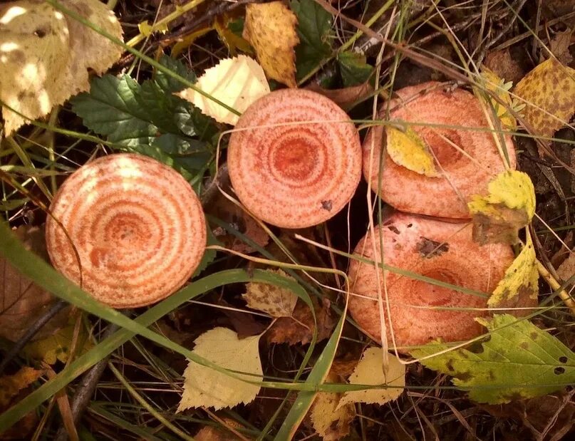 Archiwalne Grzybnia Biologiczna Volnushka różowa Warszawa