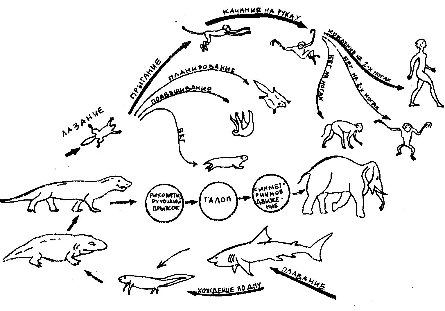 Этапы развития живого организма. Эволюционная морфология позвоночных. Эволюция от бактерии до человека схема. Этапы эволюции развития животных.