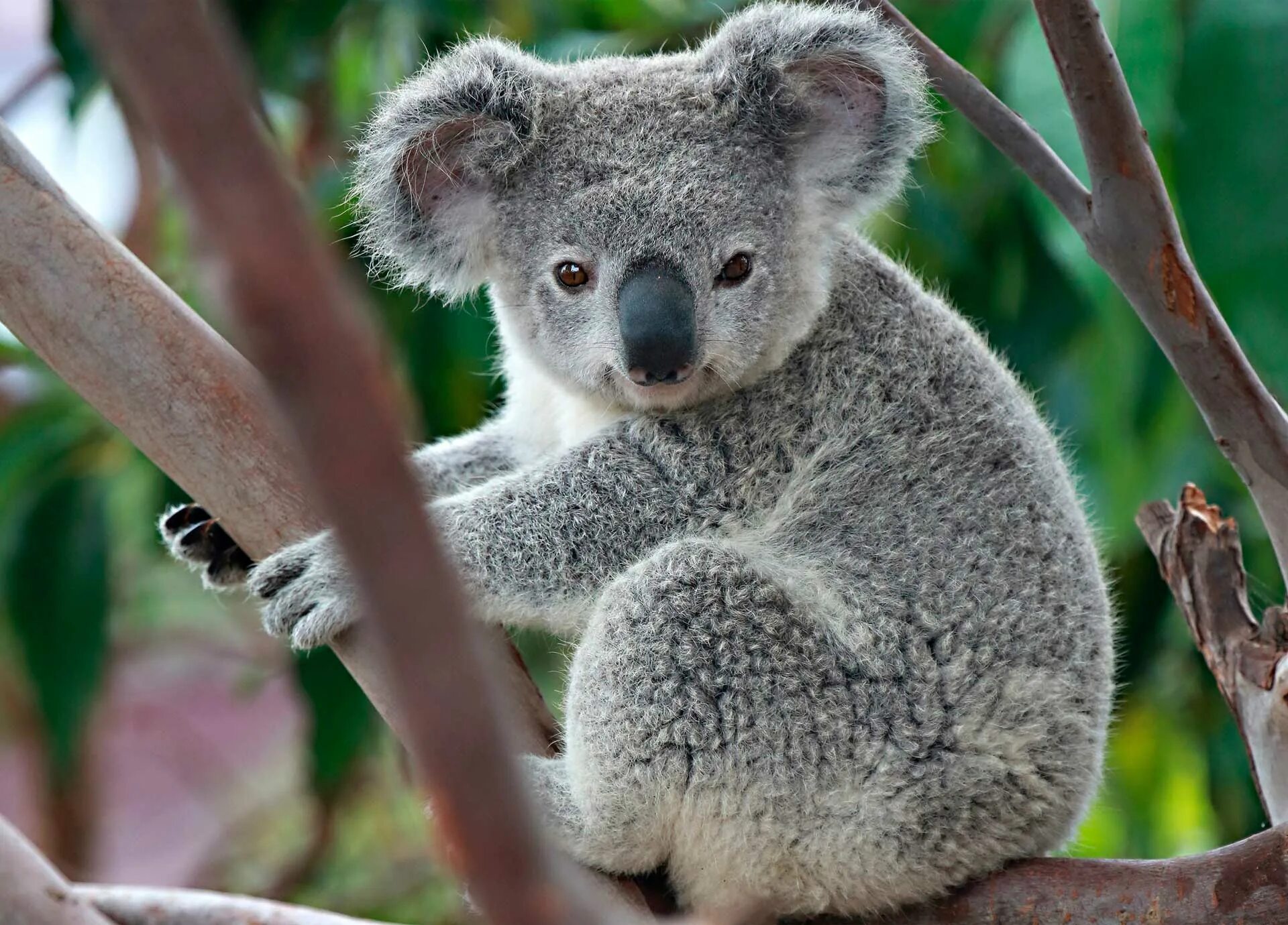 Коалом. Коала. Мишка коала. Коала в Австралии. Коала сумчатое.